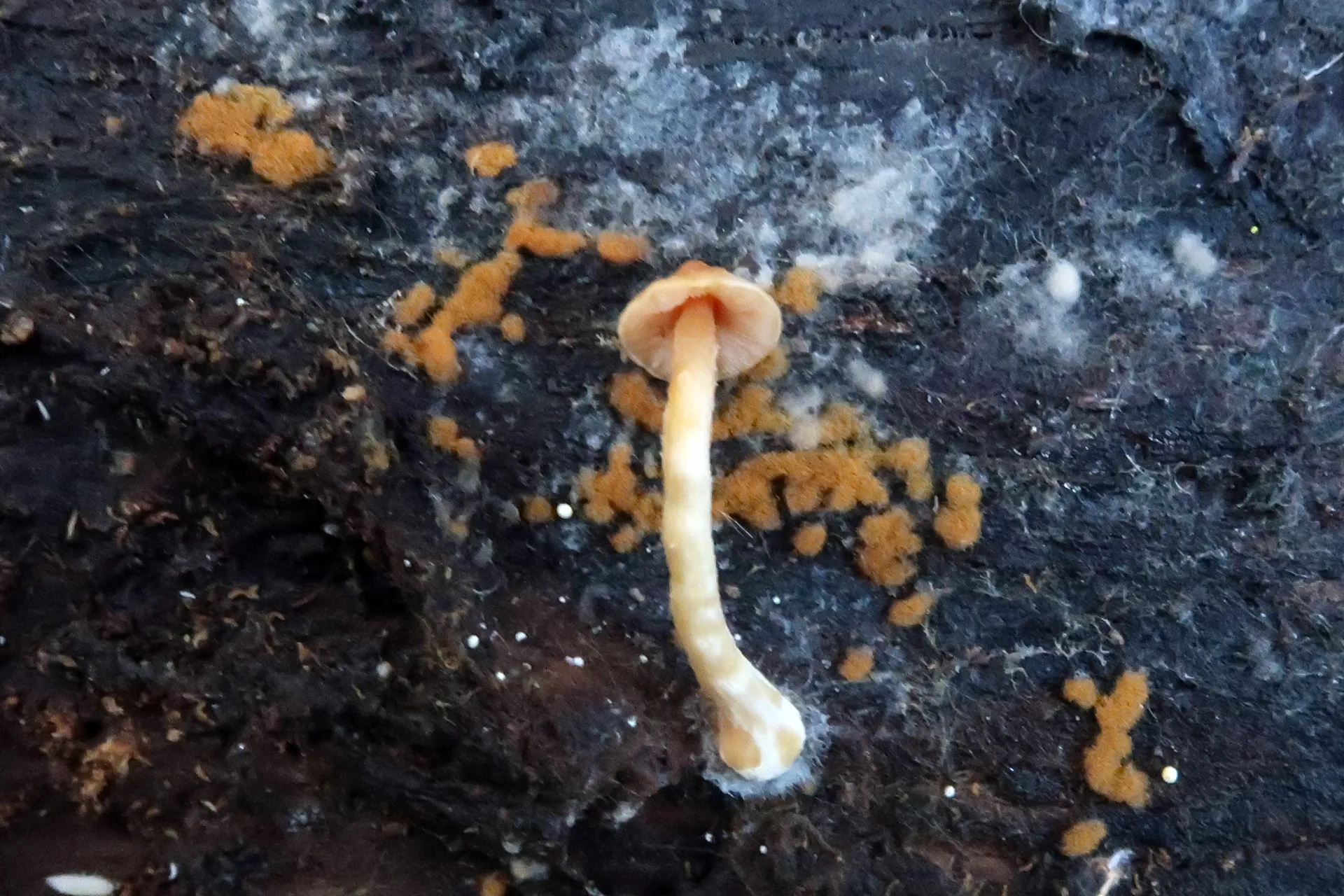 Pluteus aurantiorugosus - 1 - IMG_4070